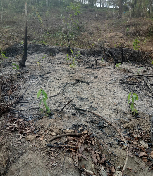 Ein Wald, der keiner mehr war
