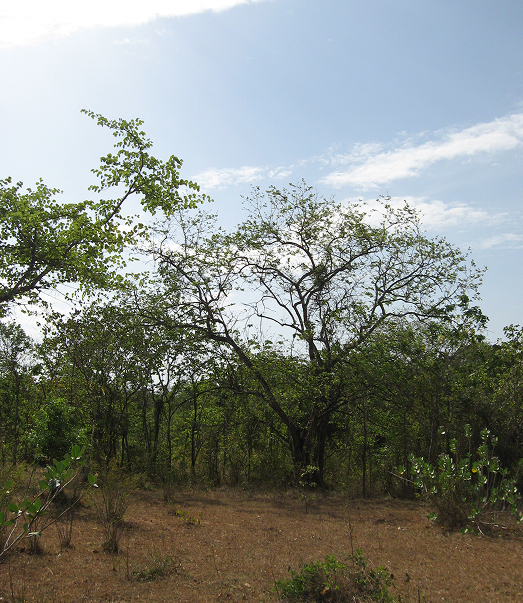 Biodiversität und ökologische  Resilienz in Gefahr