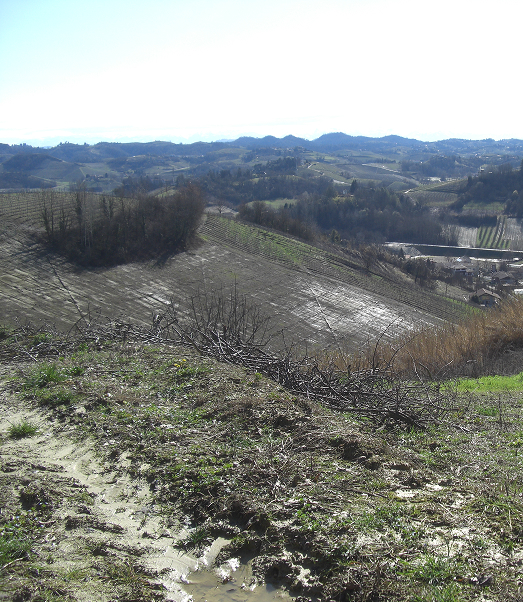 Bevor Naturwald verschwindet