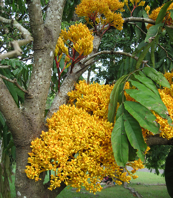 Pflanzung von  ca. 2.000 Bäumen auf  degradierten Flächen