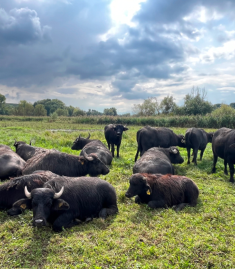 Wasserbüffelherde mit rund  15 Tieren angesiedelt