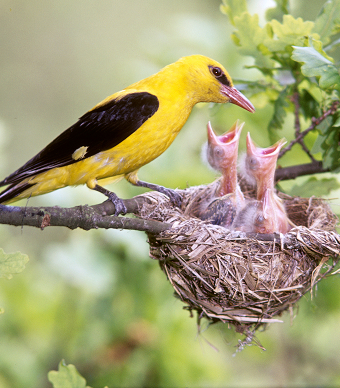 Lebensraum für Pirol,  Wiedehopf & Co. bewahrt