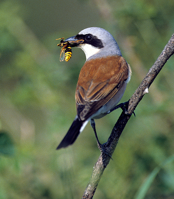 Lebensgrundlage für seltene Arten geschaffen