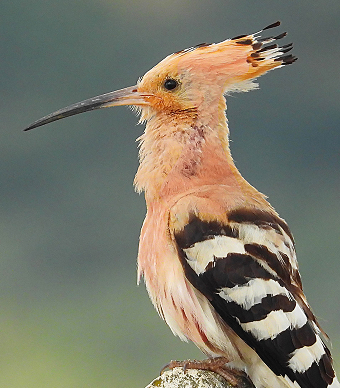 Beitrag zum europäischen Zugvogelschutz gestärkt