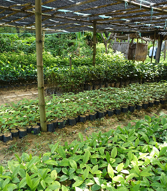 Zahlreiche heimische  Setzlinge werden verteilt