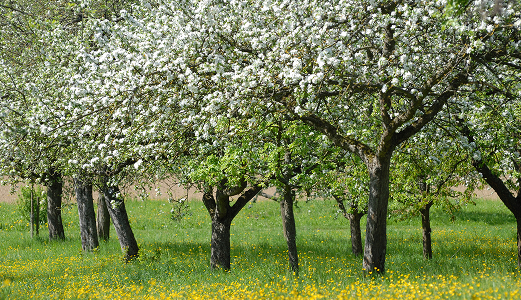 obstwiese-1766481025.jpg