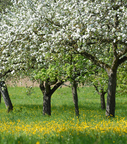 Vom Wunschbaum zur Wirklichkeit:  Allianz & NatureLife pflanzen  Zukunft  | 🇩🇪