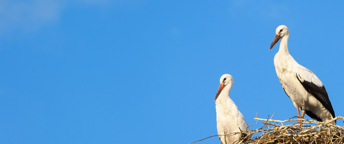 Mehr als CSR: Partnerschaften,  die wirklich etwas bewegen.
