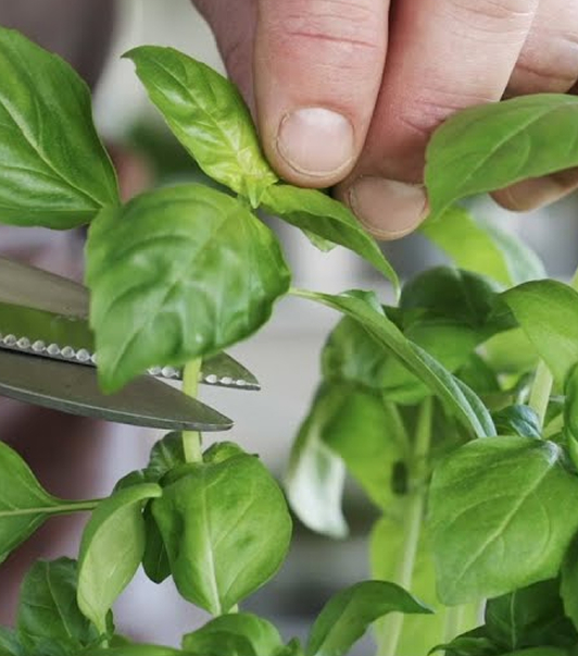 Wettbewerb mit EDEKA  Südwest | 🇩🇪