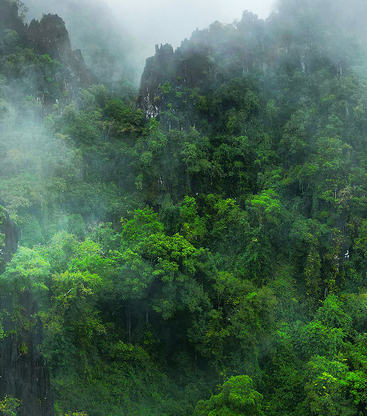 Wolff & Müller: Partnerschaft, die Wälder wachsen lässt